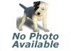 Nutri-Vet Hip/Joint Jerky Strip Dog Treat