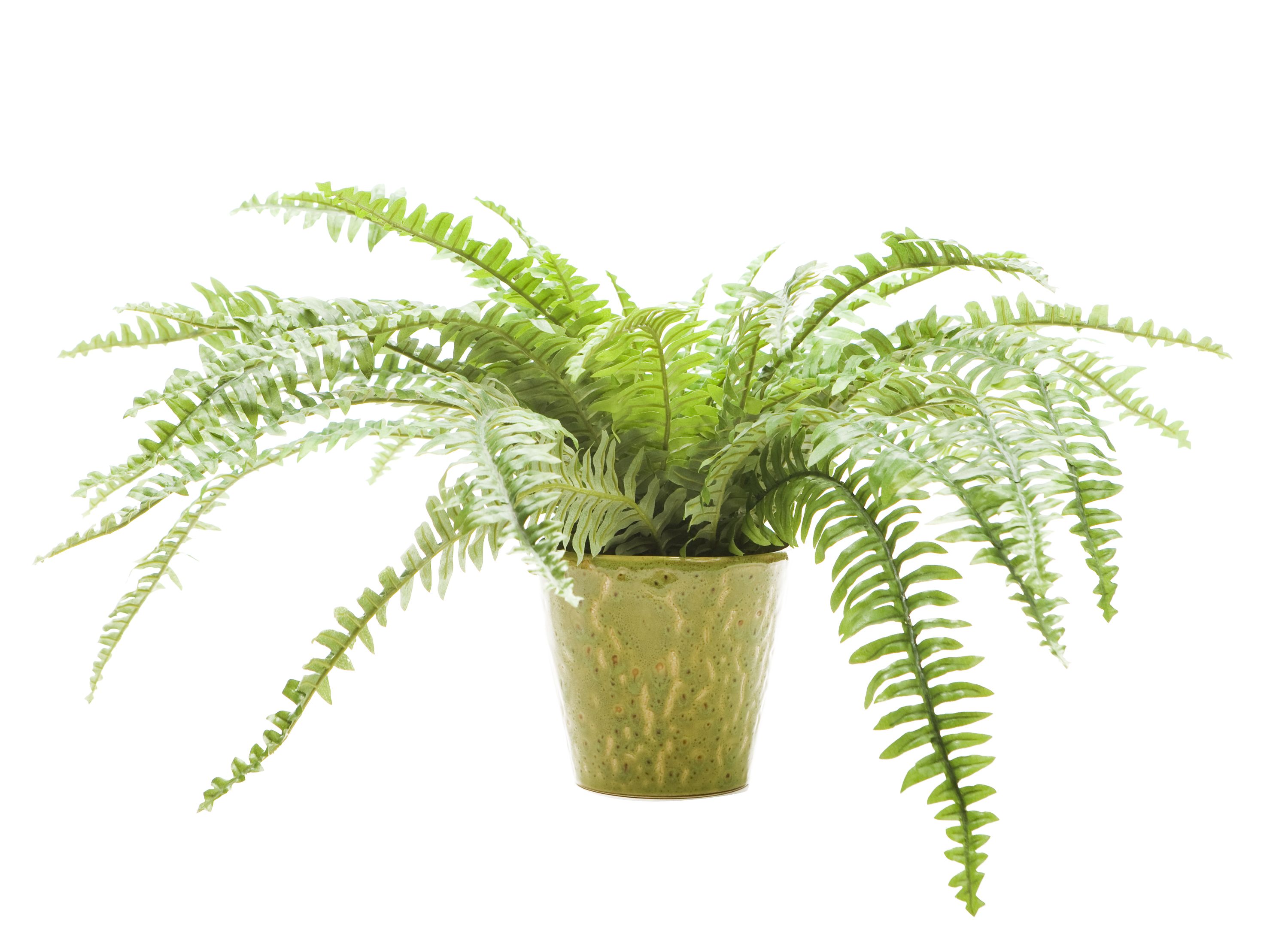 Fern in Yellow and Green Ceramic Pot