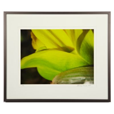"Van Sion Daffodil" by Gaetan Caron