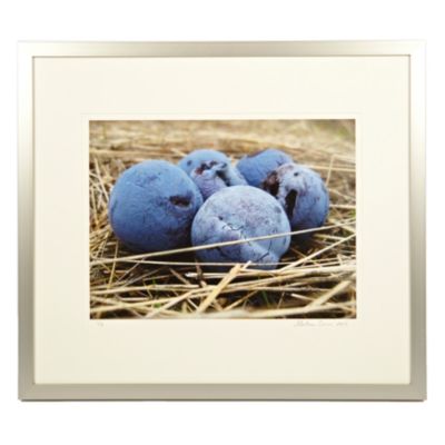 "Blue Damson Plums" by Gaetan Caron