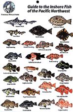 Inshore Fish Of The Pacific