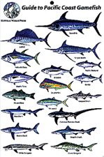 Gamefish Of The Pacific Coast