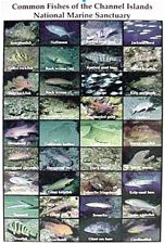 Monterey Calif. Fish Card