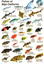 Fishes Of Baja