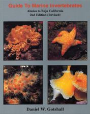 Invertebrates Baja To Alaska