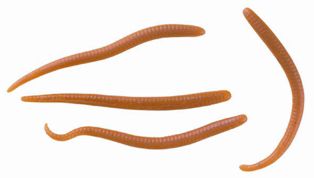 Gulp Jar Mini Earthworm - 4in Brown