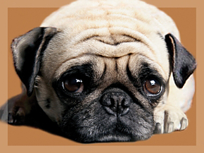 Faithful Friends-Pug Note Cards
