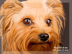 Faithful Friends - Yorkie Note Cards