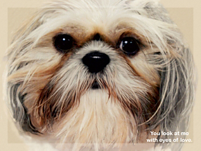 Faithful Friends - Shih Tzu Note Cards