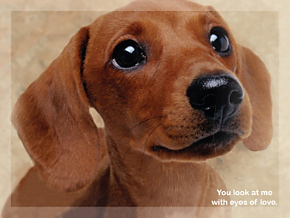 Faithful Friends - Dachshund Note Cards