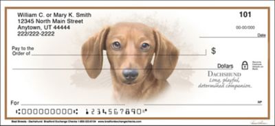 Dachshund Best Breeds Checks