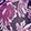 RASPBERRY ROSE PALAZZO (C)/SANDO (C)/(B)