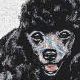 Black Poodle