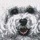 Bichon Frise