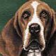 Basset Hound