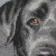 Black Lab