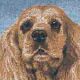 Cocker Spaniel