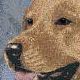 Yellow Lab
