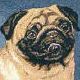 Pug