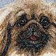 Pekingese