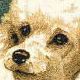 Poodle