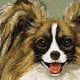 Papillion