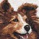 Sheltie