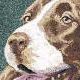 Springer Spaniel