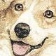 Welsh Corgi