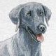 Weimaraner