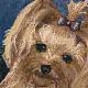 Yorkie