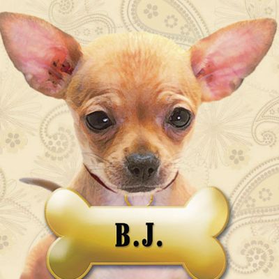 Chihuahua