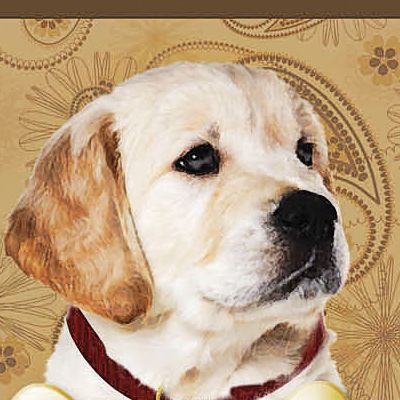 Yellow Lab