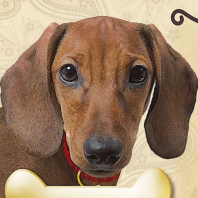 Dachshund