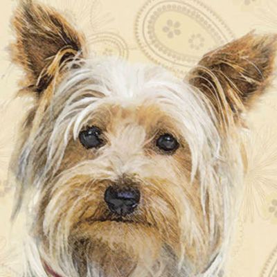 Yorkie