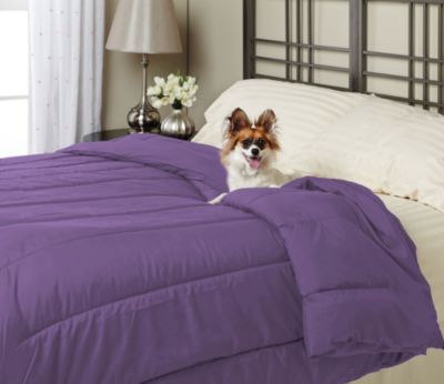 Alt Down Twin Comforter w/ Pillows - Eggplant