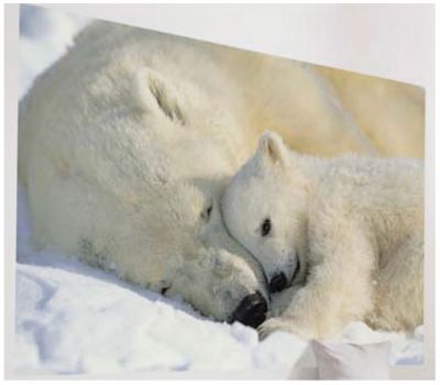Polar Bears 72"x50" Wall Mural