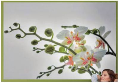 Orchidee 72"x50" Wall Mural