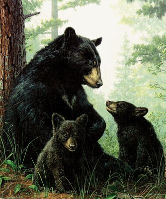 Bears Fur Throw Free Throw