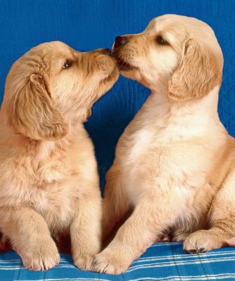 Puppies Fur Throw + Free Throw