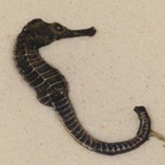 Seahorses