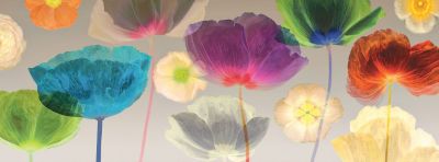 Poppy Panorama Canvas Wall Art