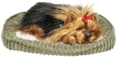 Perfect Petzzz Yorkie