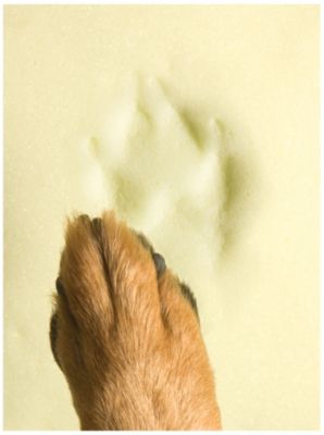 Dog Pedic Sleep System-Large