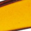 ORANGE POP
