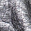HEMATITE