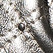 HEMATITE