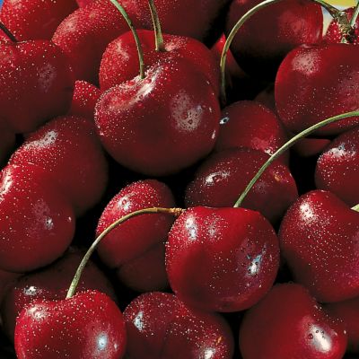 Dark Sweet Cherries (1 lb.), order fruit, fruit basket, online fruit, gift fruit, fruit delivery