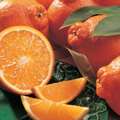 HoneyBells (18 lbs.) - 2011 Delivery