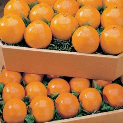 Tangerines &amp; Navel Oranges Fresh Fruit Gift (5 lbs.)